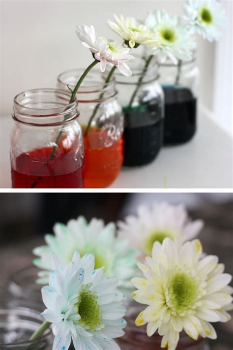 It gives your kid an opportunity to know the spring season closely. Color Changing Flower Science Experiment Spring STEM