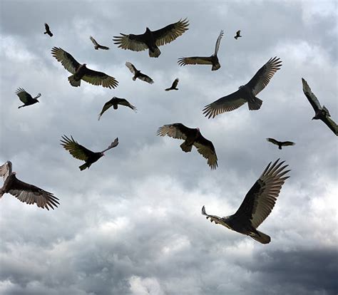 Vultures Circling Stock Photos Pictures And Royalty Free Images Istock