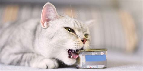Maybe you would like to learn more about one of these? Best Canned Cat Food: What Brands Should You Feed Your Cat?