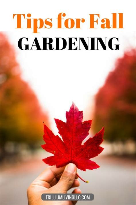 Fall Gardening Ideas And Tips Trillium Living Fall Garden Vegetables