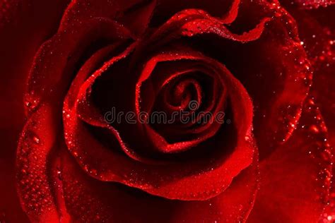 Macro Image Of Dark Red Rose With Water Droplets Stock Photo Image Of