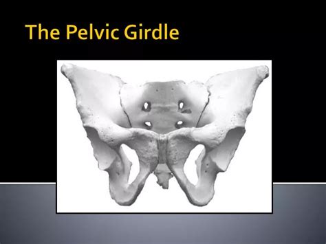 Ppt The Pelvic Girdle Powerpoint Presentation Free Download Id2199308