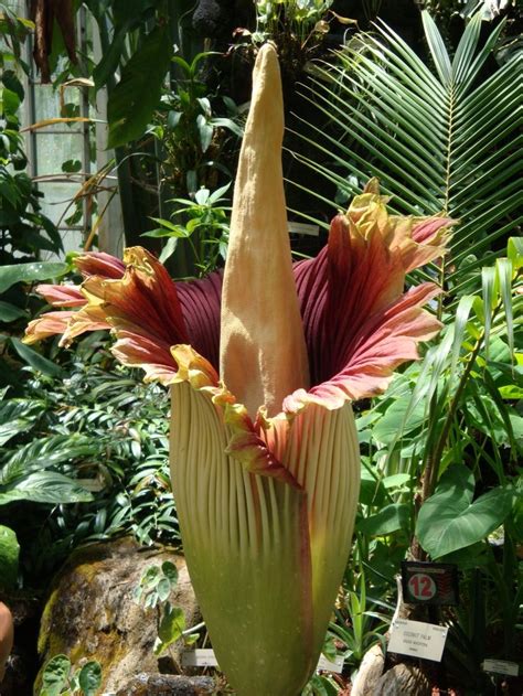 The Worlds Largest Flower The Titan Arum Is Native To The Central