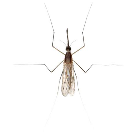 Gnat Midge Non Biting Identification And Info Arrow Exterminating