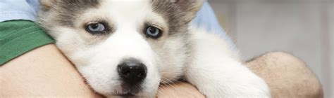Dog Anal Gland Expression Aurora Animal Clinic