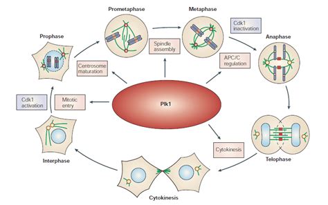 A Schematic Representation Of Mammalian Cell Cycle Depicting Plk1