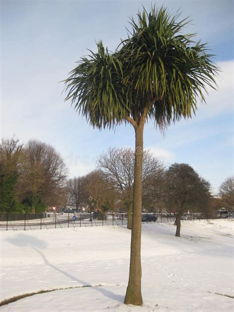 Palm Tree In Snow Phoenix Park Dublin Ireland Stock Photo Image