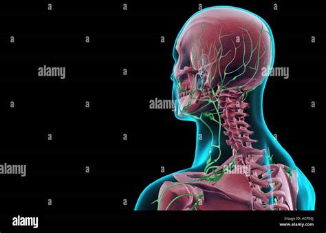 Lymph Nodes Head Neck High Resolution Stock Photography And Images Alamy