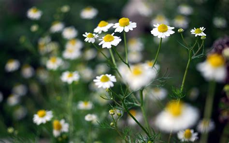 Nature Flowers Chamomile Wallpapers Hd Desktop And Mobile Backgrounds