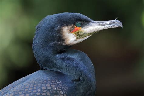 Kormoran Foto & Bild | tiere, wildlife, wild lebende vögel Bilder auf ...