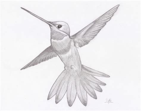 Hummingbird Drawing Dibujo De Colibri Picaflor Release Dove