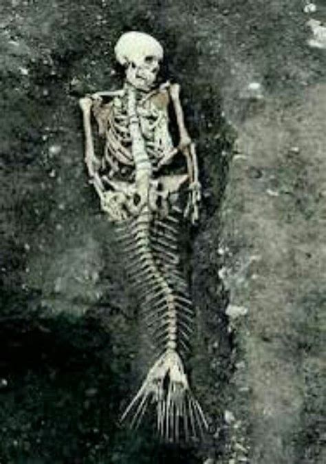 Real Life Mermaid Skeleton
