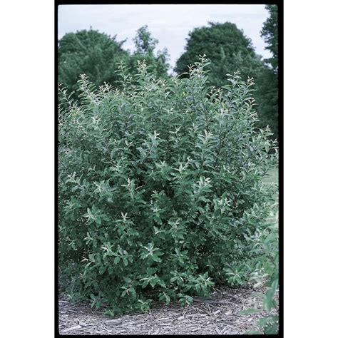 225 Gallon Pink French Pussy Willow Flowering Tree L14865 At