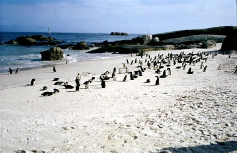 Simons Town Penguin Colony In Cape Town 6 Reviews And 41