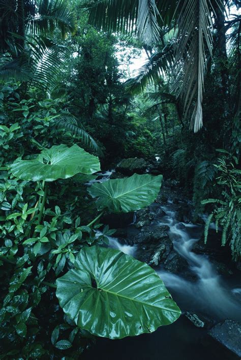 Rainforest Affordable Wall Mural Nature Photography Rainforest