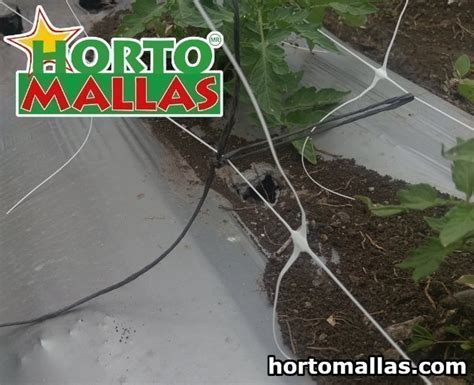 Tomato Support Net 1 Hortomallas™ Supporting Your Crops®