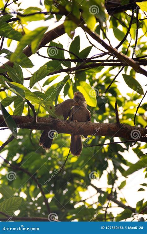 Ceylon Rufous Babbler Sri Lanka Endemic Stock Photo Image Of Feeder