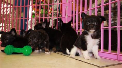 Chion Puppies For Sale Georgia Local Breeders Near