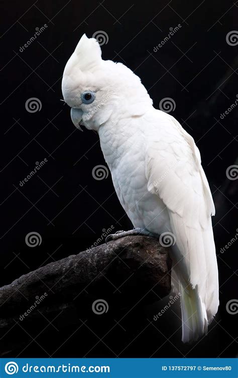 A Sad Big White Parrot On A Black Background Sits On A Stick Stock