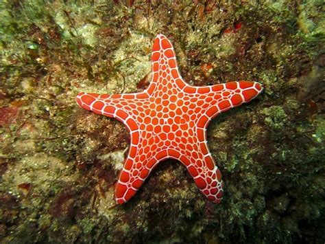 Estrella De Mar Características Hábitat Y Su Comportamiento