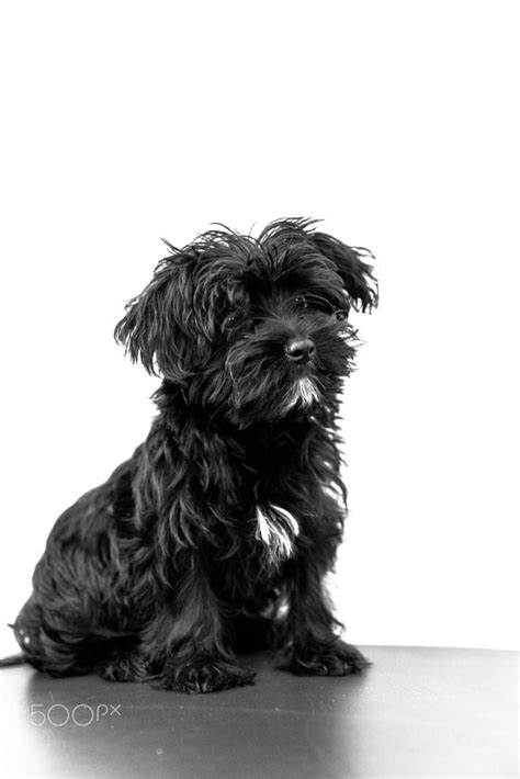 Maltese Black Dog By Alberto Mazza 500px Perros Negros Perros Oso