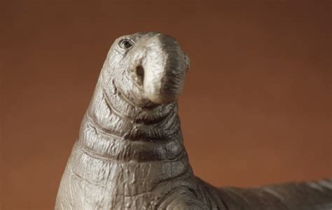 Check spelling or type a new query. Elephant seal (Bullyland)