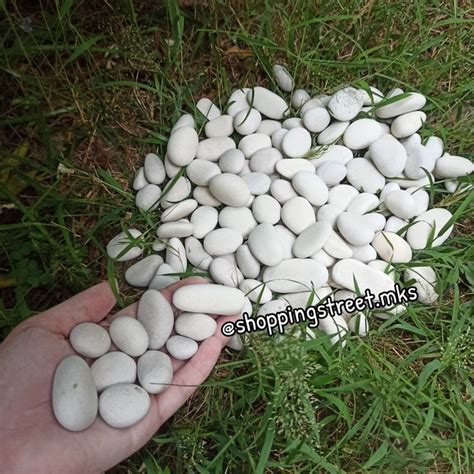 Jual Batu Coral Kupang 1 Kg Koral Putih Hias Taman Kebun Tanaman