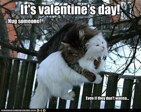 no one can resist cuddling cats valentine s day memes popsugar tech photo 12