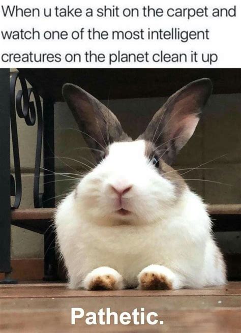 30 Funny Bunny Memes Clean Factory Memes