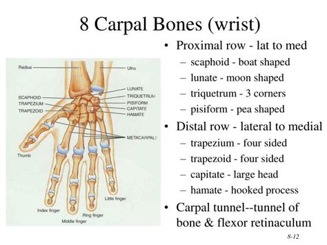 Ppt Chapter 8 Skeletal System Appendicular Skeleton Powerpoint