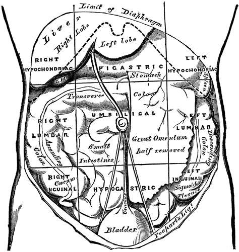 It is important to familiarize yourself. Regions of the Abdomen and their Contents | ClipArt ETC