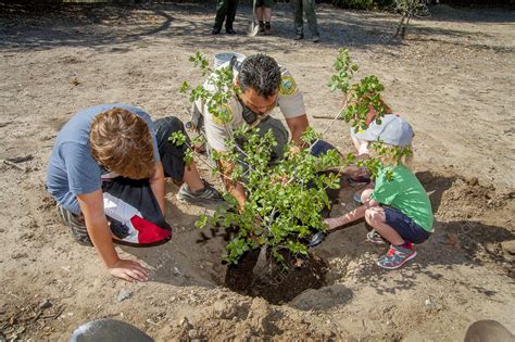 Children Planting Oak Tree Usa Stock Image C0390339 Science