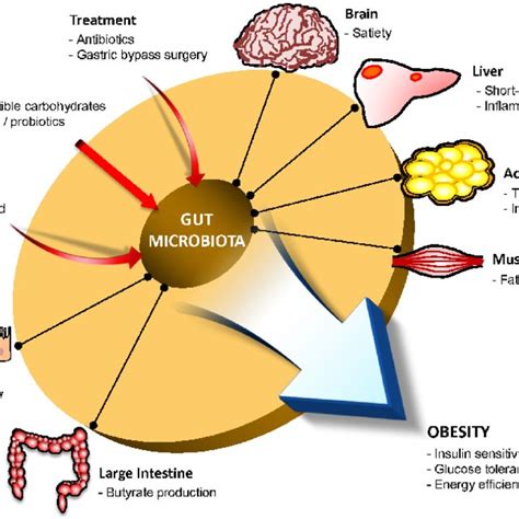 Interactions Between The Gut Microbiota And Host Metabolism The Gut