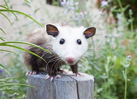 15 Awesome Possums And Opossums Bored Panda