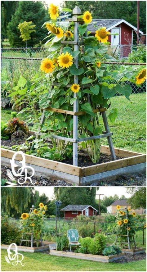 Climbing bean supports come in various designs. Creative DIY ideas for support climbing vegetables, plants ...