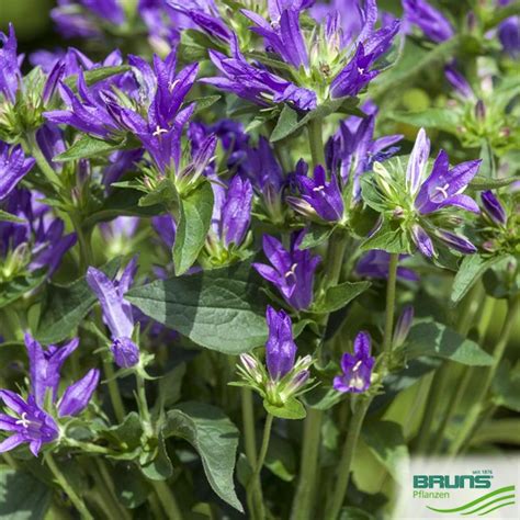 Campanula Glomerata Acaulis Von Bruns Pflanzen