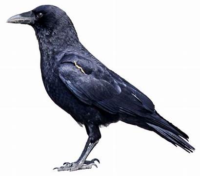Raven Bird Type
