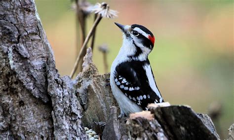 7 Notable Species Of Woodpecker In Indiana