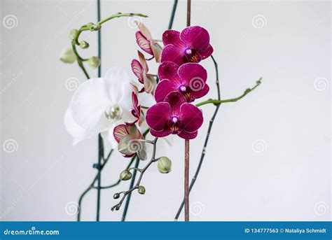 Lilac And White Orchids Inflorescence Of Purple And White Orchid