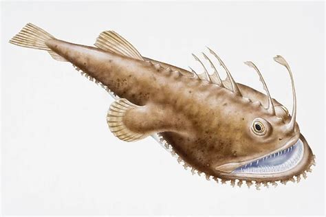Digital Illustration Of Anglerfish Lophius Piscatorius 13554755