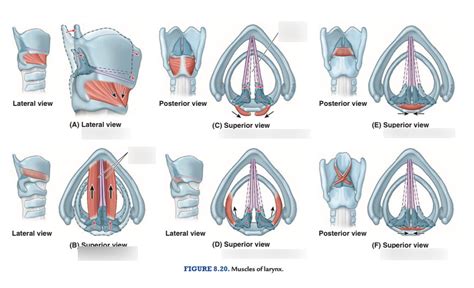 Intrinsic Muscles Of The Larynx And The Vocal Cords Diagram Quizlet