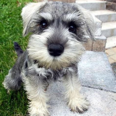 Xx ready now xx we have a stunning white miniature schnauzer boy puppy looking for his forever home, he has been vet. Miniature Schnauzer Puppies For Sale | Charlotte, NC #124175