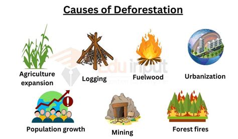 What Is Deforestation Definition And Effects On Ecosystem