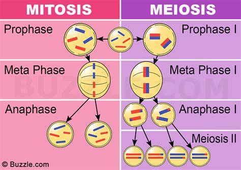 Differences Between Mitosis And Meiosis Online Science Notes
