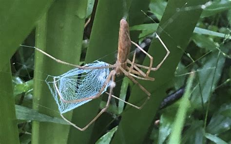 Net Casting Spider Save Our Waterways Now