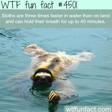 Wtf Facts Funny Interesting And Weird Facts Interestingfacts In 2020