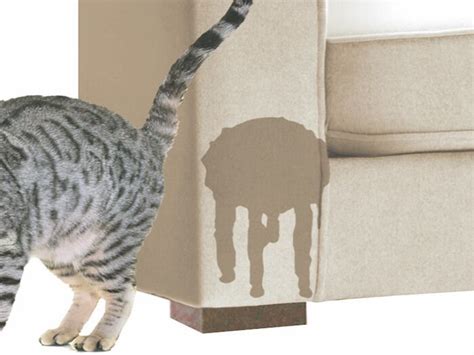 It'll help you understand why your cat is acting that way. Does your cat pee outside litter box? | Cat pee, Litter ...