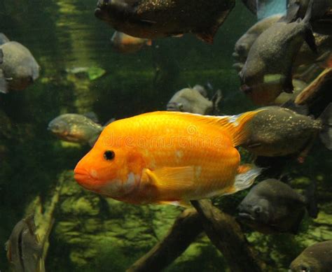 Cichlids In A Freshwater Fish Tank Stock Image Image Of American