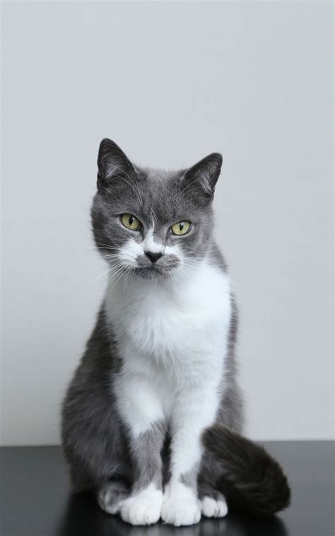 Grey Cat Wallpaper Cat Language Grey Cats Phone Themes Fauna