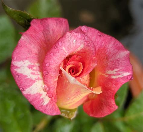 rose cabana® bush form hello hello plants